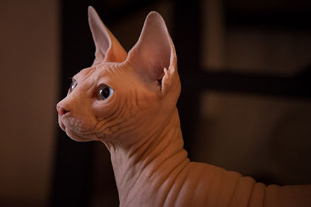 Pink Sphynx cat with a very wrinkly neck and black and pointy ears 